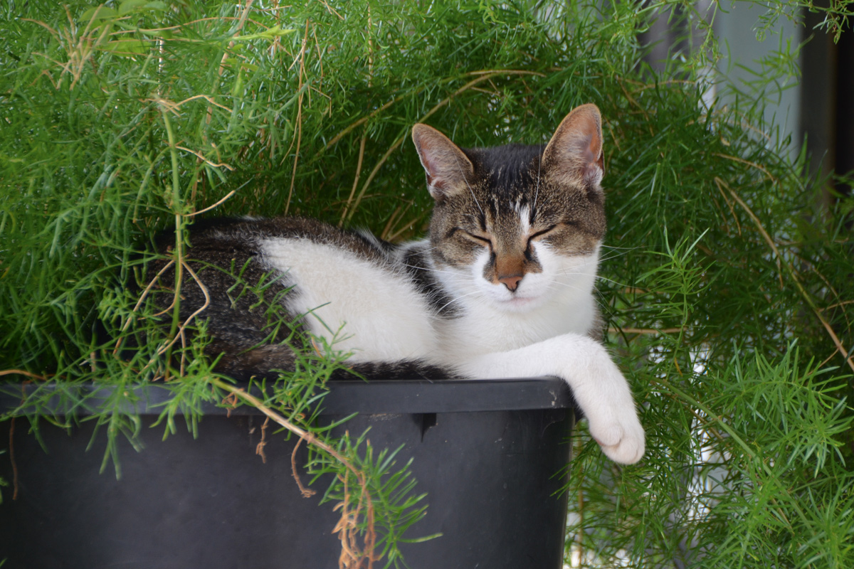 Eine Katze liegt im Pflanzgefäß
